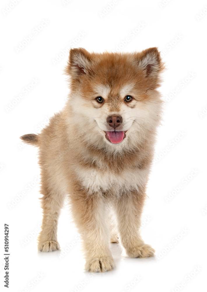 puppy Finnish Lapphund in studio puppy Finnish Lapphund in studio