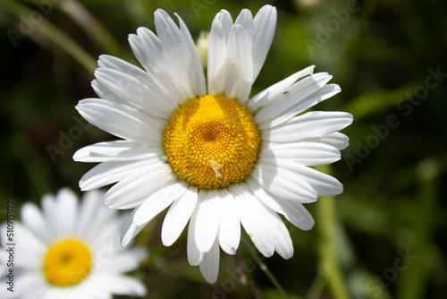   hamomile on a green background