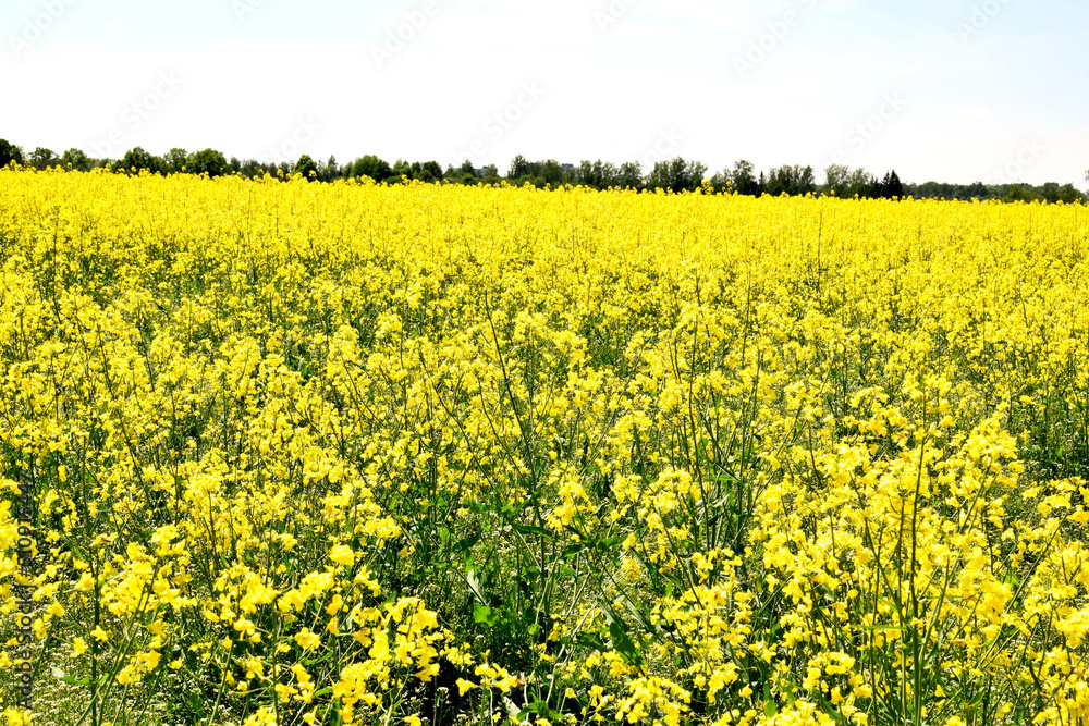 field of bright yellow flowering rape field of bright yellow flowering rape