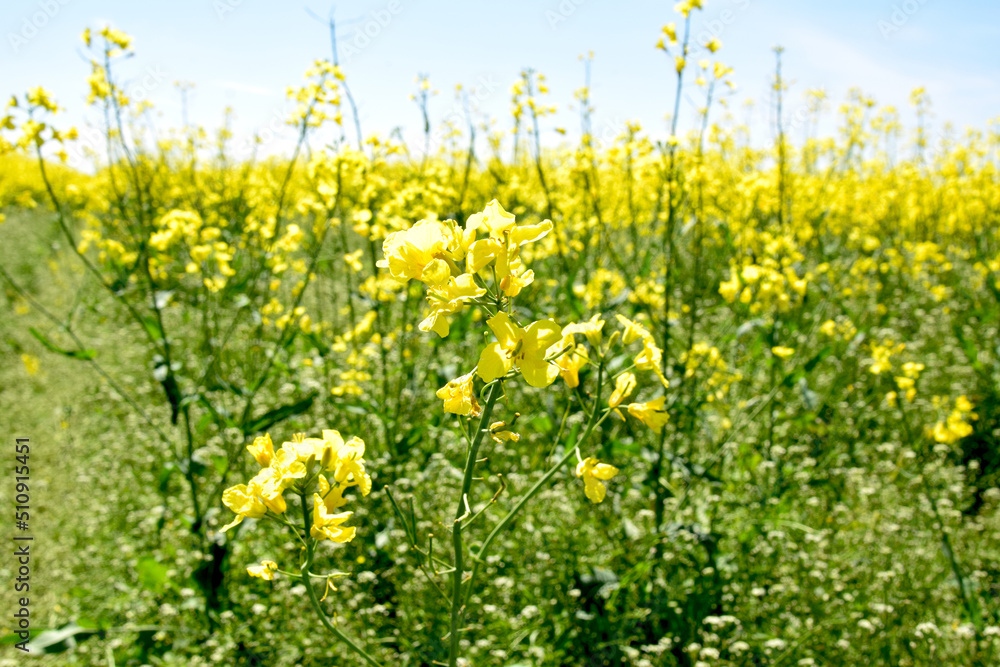 field of bright yellow flowering rape field of bright yellow flowering rape