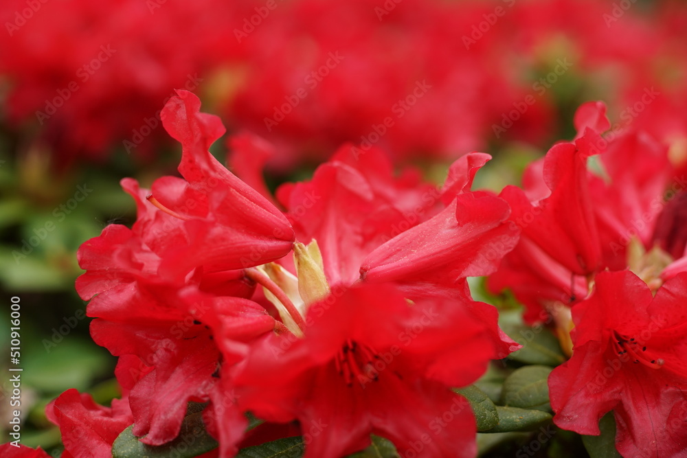 Obraz premium Rote Blüten eines Rhododendron Strauches im Frühling