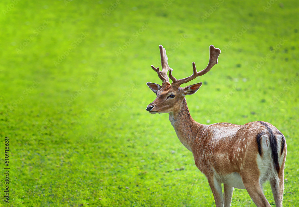 Fallow deer, Deer Damwild
Reh, Hirsch Fallow deer, Deer Damwild
Reh, Hirsch