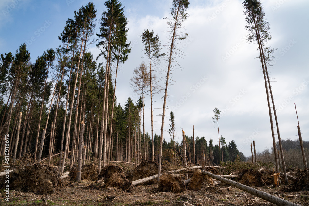 Deutscher Wald: Trockenheit, Borkenkäferplage, Stürme, Klimawandel sichtbar. - obrazy, fototapety, plakaty 