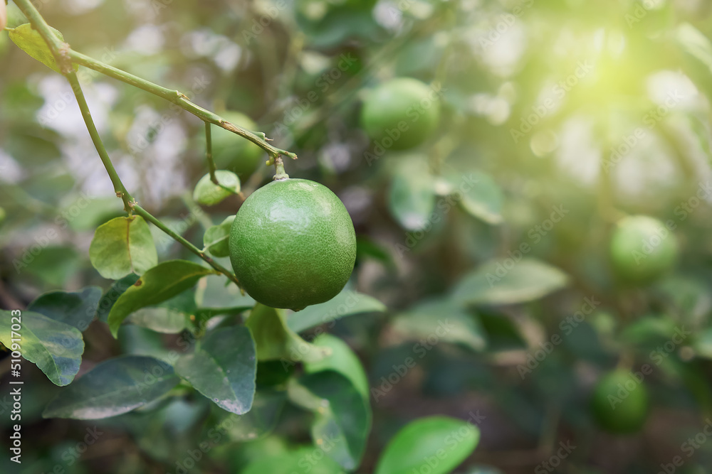 Green limes citrus fruit hanging on tree. Green limes are are excellent source of vitamin C. Close up and selective focus. Green limes citrus fruit hanging on tree. Green limes are are excellent source of vitamin C. Close up and selective focus.