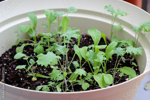 Mesclun Variety Lettuce Seedlings Growing in Potting Soil Outdoors