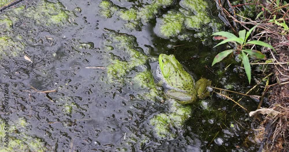 Big green frog or toad Texas coastal swamp. Aransas National Wildlife refuge, coastal south Texas. Wildlife protected for education, study and enjoyment. Natural swamp water Big green frog or toad Texas coastal swamp. Aransas National Wildlife refuge, coastal south Texas. Wildlife protected for education, study and enjoyment. Natural swamp water