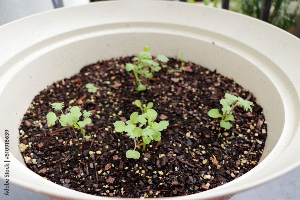 Mesclun Mixture Lettuce Seedlings Growing in a Beige Planter Close-up. Mesclun Mixture Lettuce Seedlings Growing in a Beige Planter Close-up.