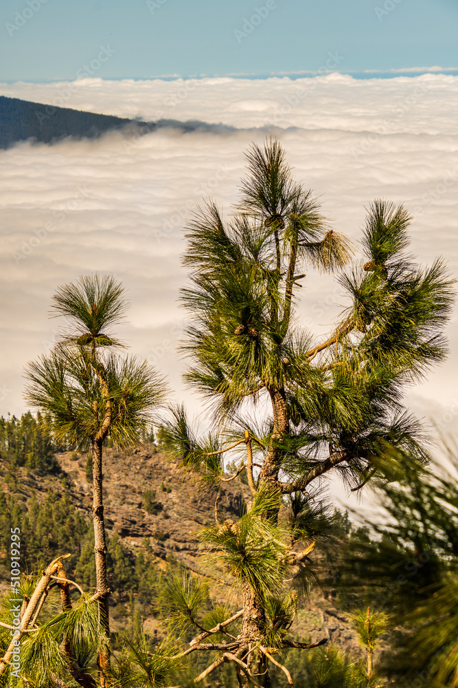 Paisaje con pinos y nubes en la isla de Tenerife.