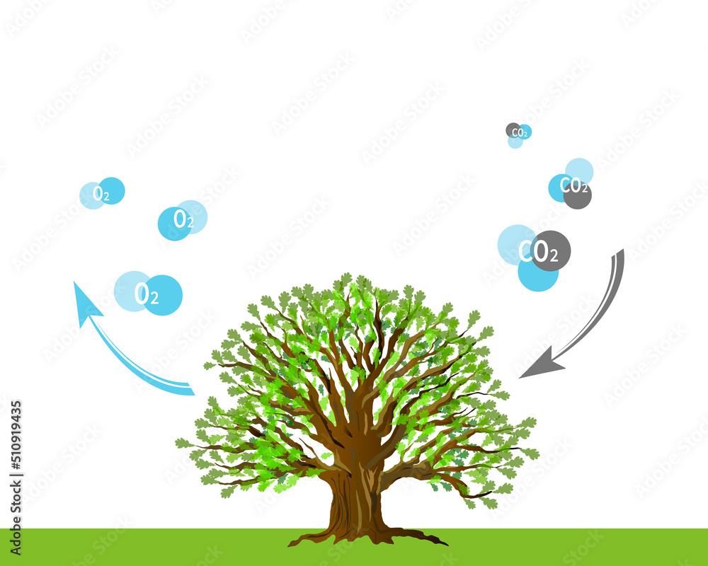 Illustration of a tree releasing oxygen and absorbing carbon dioxide