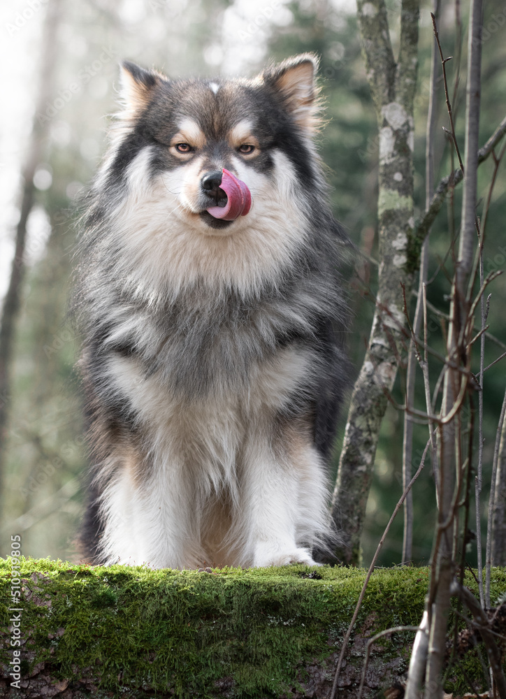 Portrait of a Finnish Lapphund dog outdoors