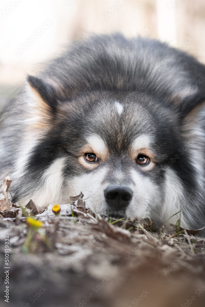 Portrait of a Finnish Lapphund dog outdoors