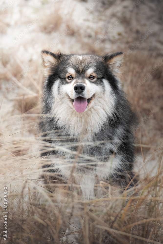 Portrait of a Finnish Lapphund dog outdoors