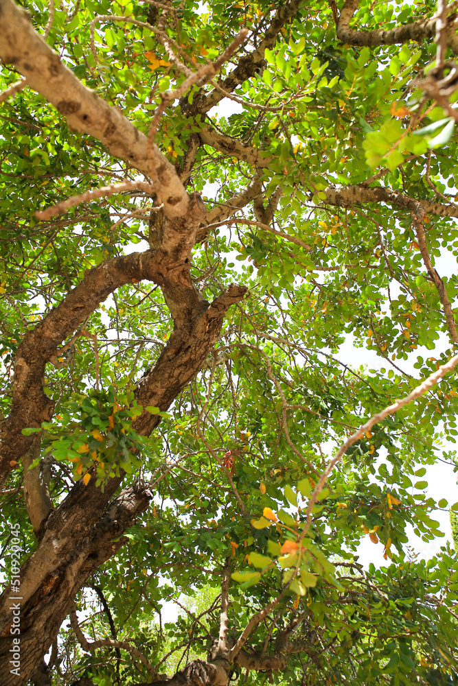 Beautiful ceratonia siliqua tree in Spain Beautiful ceratonia siliqua tree in Spain