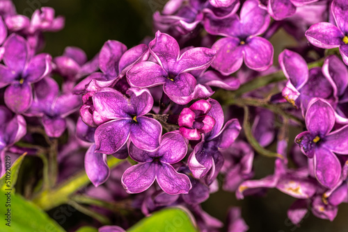 Flowers of Ludwig Spaeth Lilac (Syringa vulgaris 'Andenken an Ludwig Spaethe')