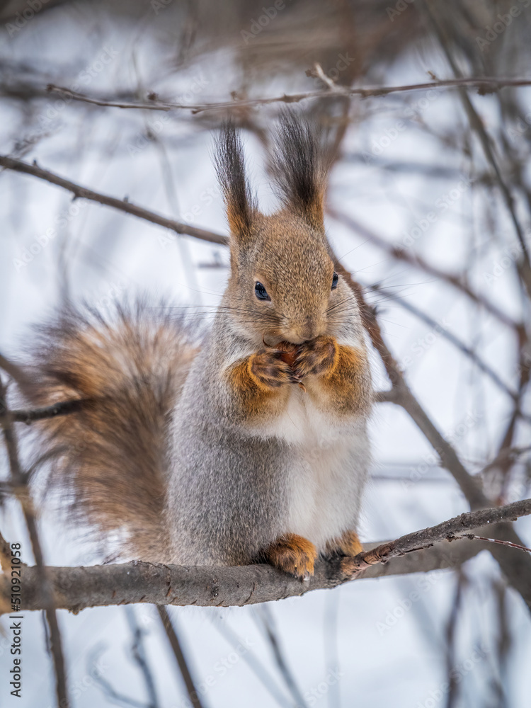 The squirrel with nut sits on tree in the winter or late autumn The squirrel with nut sits on tree in the winter or late autumn