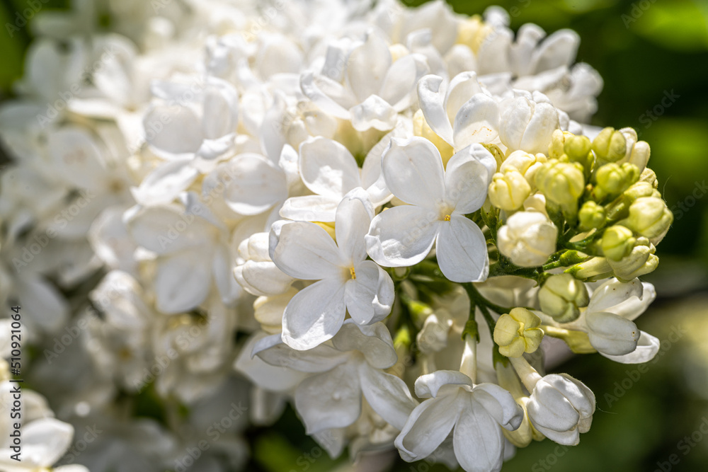 Flowers of Common Lilac (Syringa vulgaris 'Flora 1953') Flowers of Common Lilac (Syringa vulgaris 'Flora 1953')