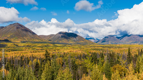 Natural landscape in northern Canada during autumn with yellow colors covering the boreal forest in fall. 