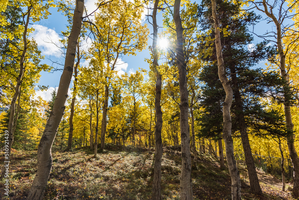 Fototapeta premium Fall season in the boreal forest of Canada during September. 