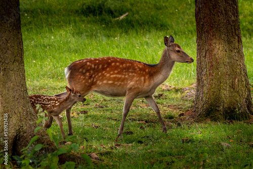 Obraz na plátne A red deer hind with his fawn