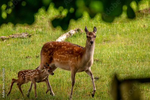 Tablou canvas A red deer hind with his fawn