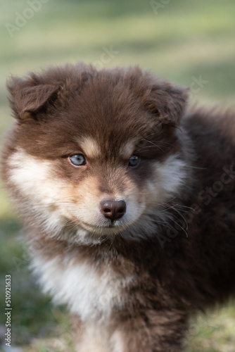 Portrait of a Finnish Lapphund dog and puppy