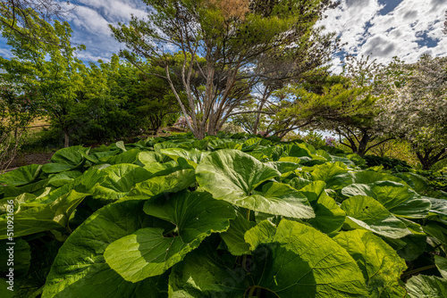 University of Idaho Arboretum and Botanical Garden in Spring