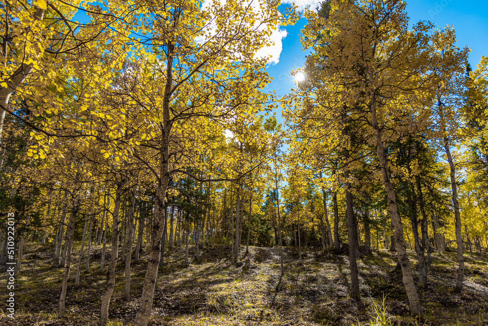 Obraz premium Fall in the boreal forest of Canada with yellow colored trees and blue sky background. Birch, spruce, pine trees. 
