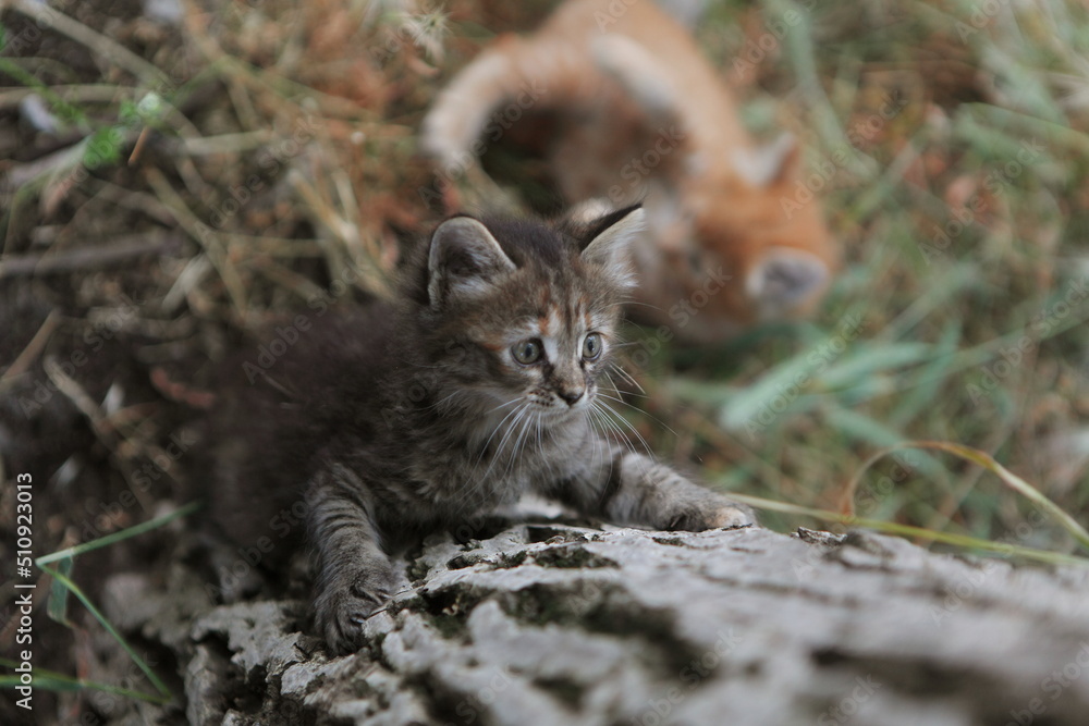 Homeless kittens play near the tree Homeless kittens play near the tree