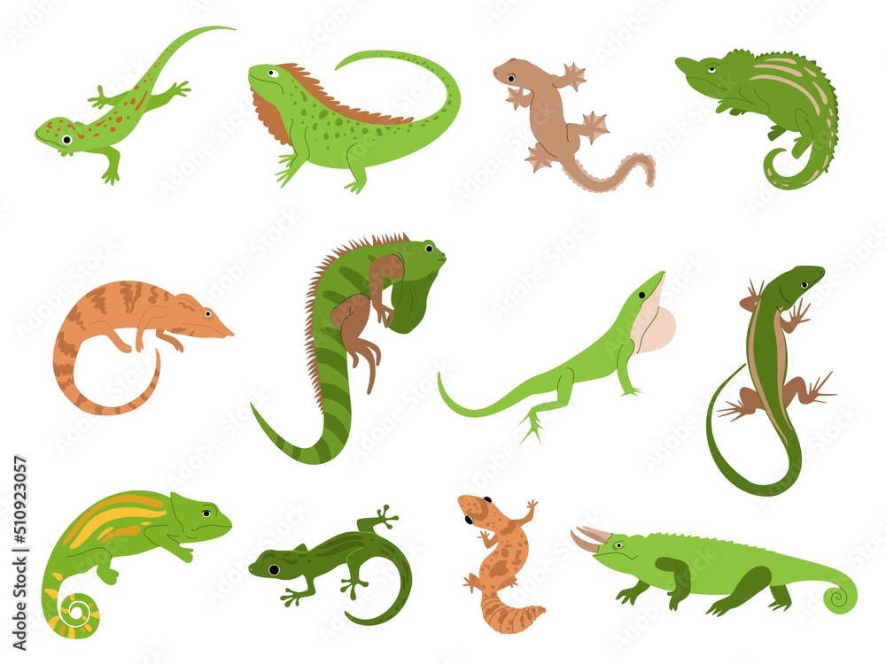 Lizard pet. Tropical reptile animals gecko, chameleon and iguana. Newt and salamander, cute colorful lizards isolated vector illustration set