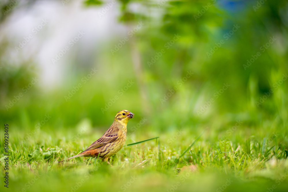 A selective focus shot of yellowhammer (emberiza citrinella) with green background in garden. The little bird collects insects to feed the chicks A selective focus shot of yellowhammer (emberiza citrinella) with green background in garden. The little bird collects insects to feed the chicks