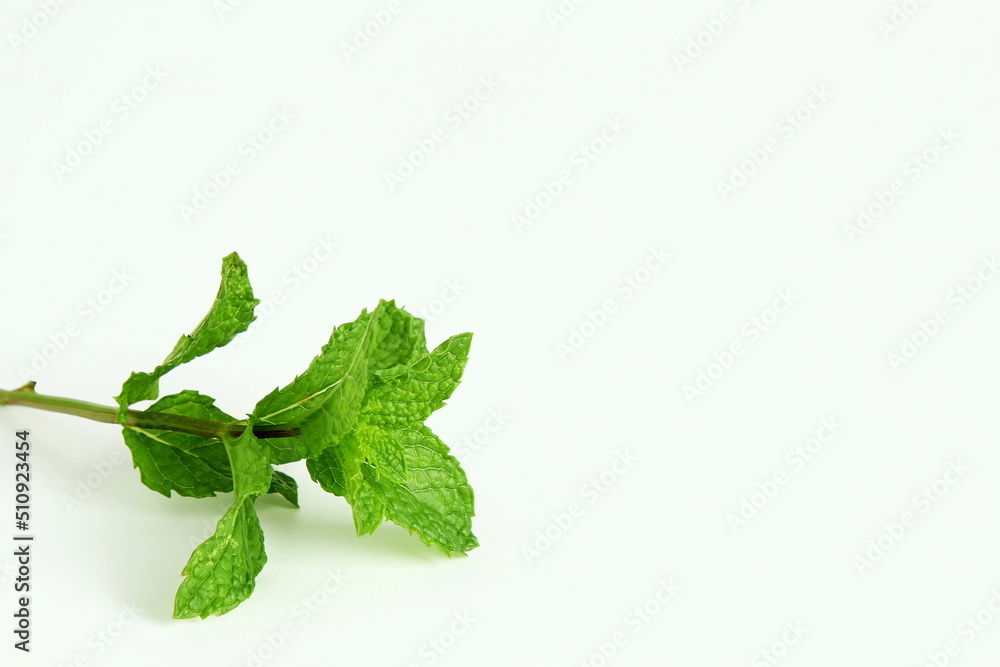fresh mint leaf herb on white background,mint leaves isolated with text copy space,selective focus fresh mint leaf herb on white background,mint leaves isolated with text copy space,selective focus