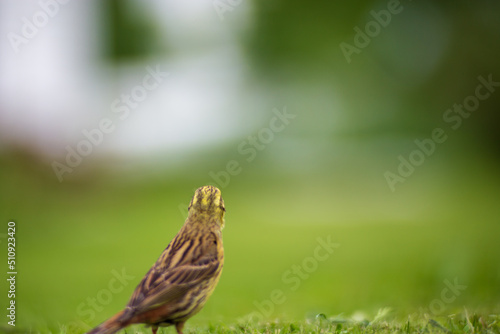 A selective focus shot of yellowhammer (emberiza citrinella) with green background in garden. A small bird looks into the horizon