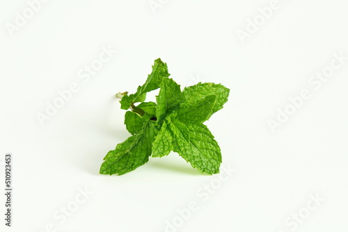 fresh mint leaf herb on white background,mint leaves isolated with text copy space,selective focus