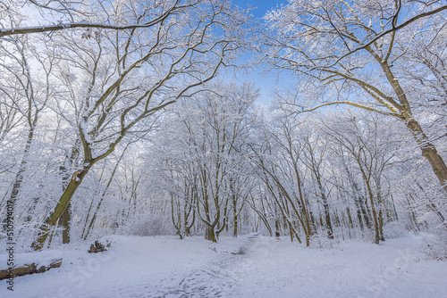 Winter landscape with snow-covered forest. Sunny day, adventure hiking deep in the forest, trail or pathway relaxing scenic view. Seasonal winter nature landscape, frozen woodland, serene peacefulness © icemanphotos