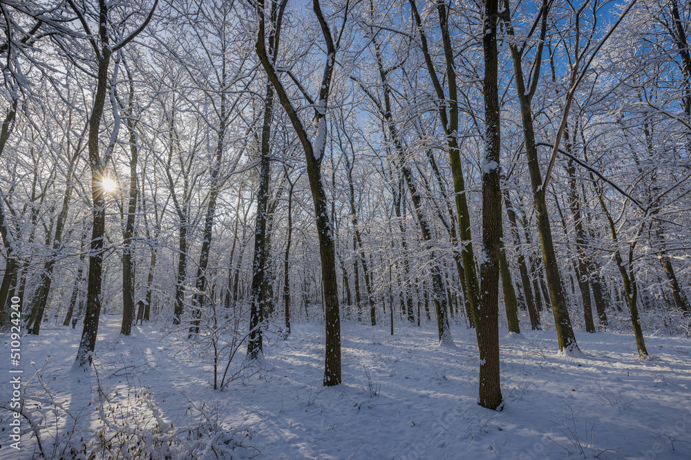 Winter landscape with snow-covered forest. Sunny day, adventure hiking deep in the forest, trail or pathway relaxing scenic view. Seasonal winter nature landscape, frozen woodland, serene peacefulness Winter landscape with snow-covered forest. Sunny day, adventure hiking deep in the forest, trail or pathway relaxing scenic view. Seasonal winter nature landscape, frozen woodland, serene peacefulness