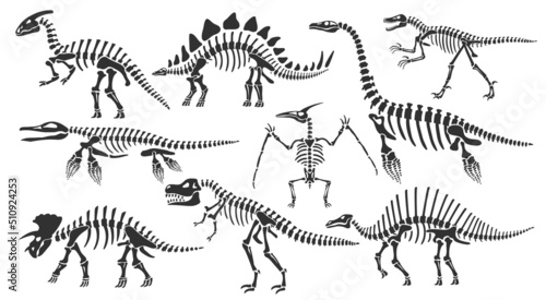 Dinosaur skeletons. Dino bones, stegosaurus fossil and tyrannosaurus skeleton. Remains of ancient animals vector illustration set