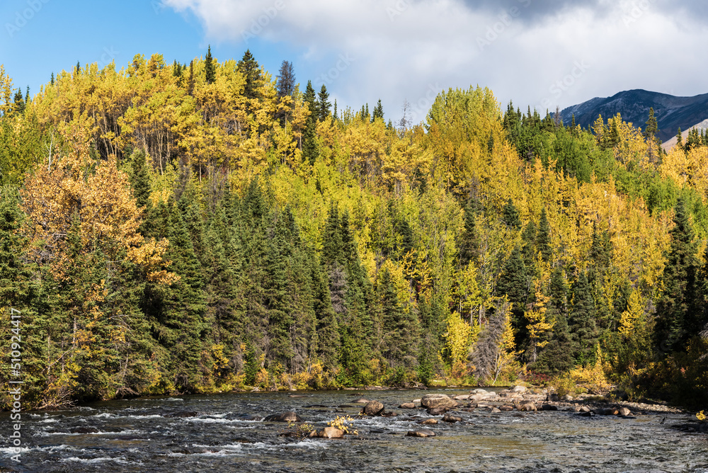 Stunning boreal forest views in northern Canada during fall, autumn with golden colors covering the landscape surrounding flowing river. Stunning boreal forest views in northern Canada during fall, autumn with golden colors covering the landscape surrounding flowing river.