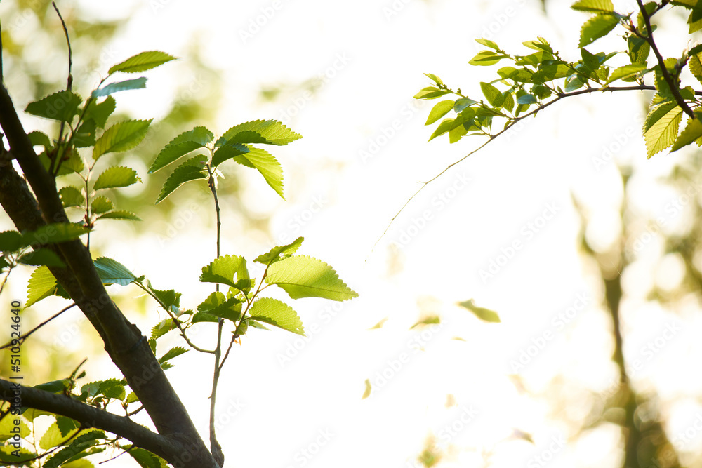 Nature Wood Sunlight Background, sunny tree Nature Wood Sunlight Background, sunny tree