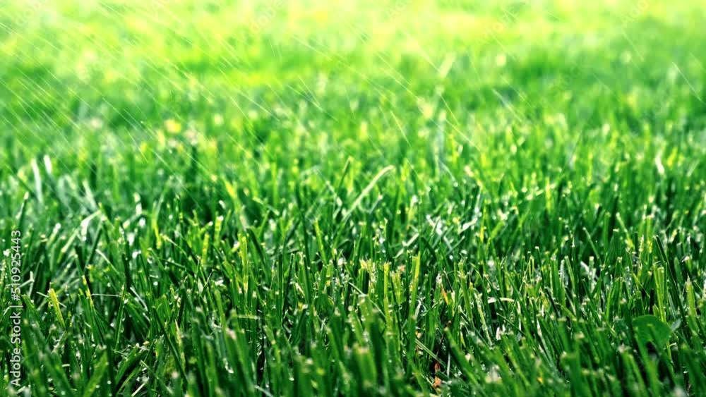 Green grass with raindrops close-up in sunbeam light. Automatic watering of lawn. Natural background. Nature freshness and purity. Smell of cut grass and ozone rain. Perspective angle. Sport field. Green grass with raindrops close-up in sunbeam light. Automatic watering of lawn. Natural background. Nature freshness and purity. Smell of cut grass and ozone rain. Perspective angle. Sport field.