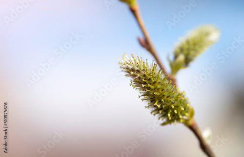 A blossoming bud on a branch in the sunlight with room for text. A natural, natural background.