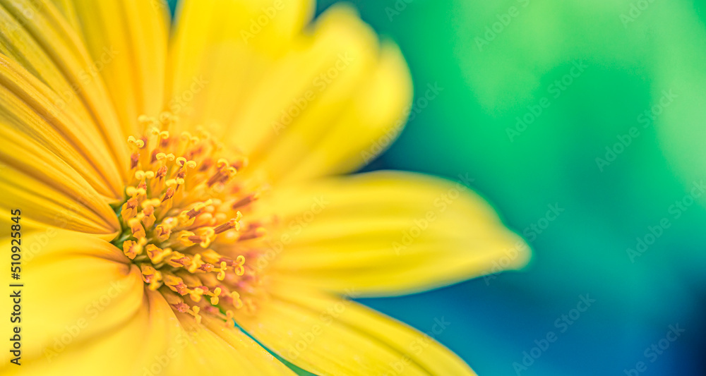 Obraz premium Yellow flower petals, closeup of chrysanthemum, beautiful pastel green blue abstract background. Panoramic nature floral garden macro. Bright bloom, love romance template. Beautiful serene nature