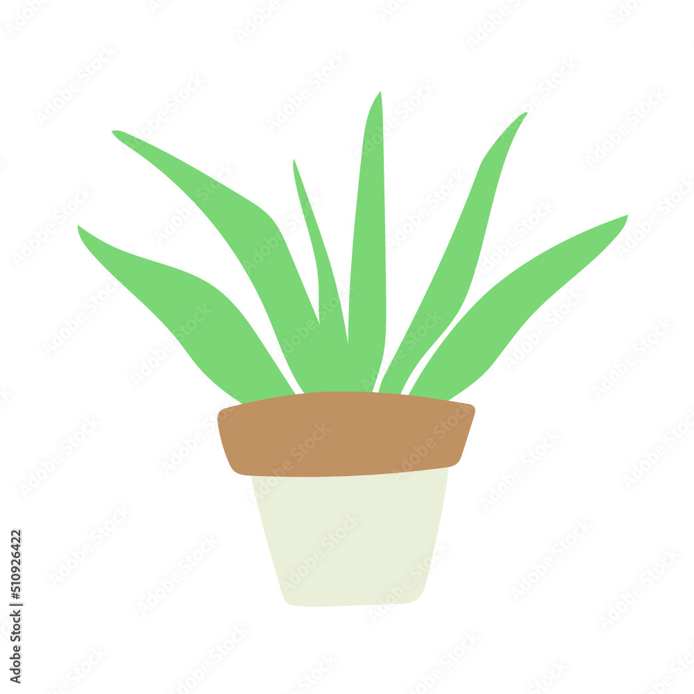 aloe vera plant aloe vera plant