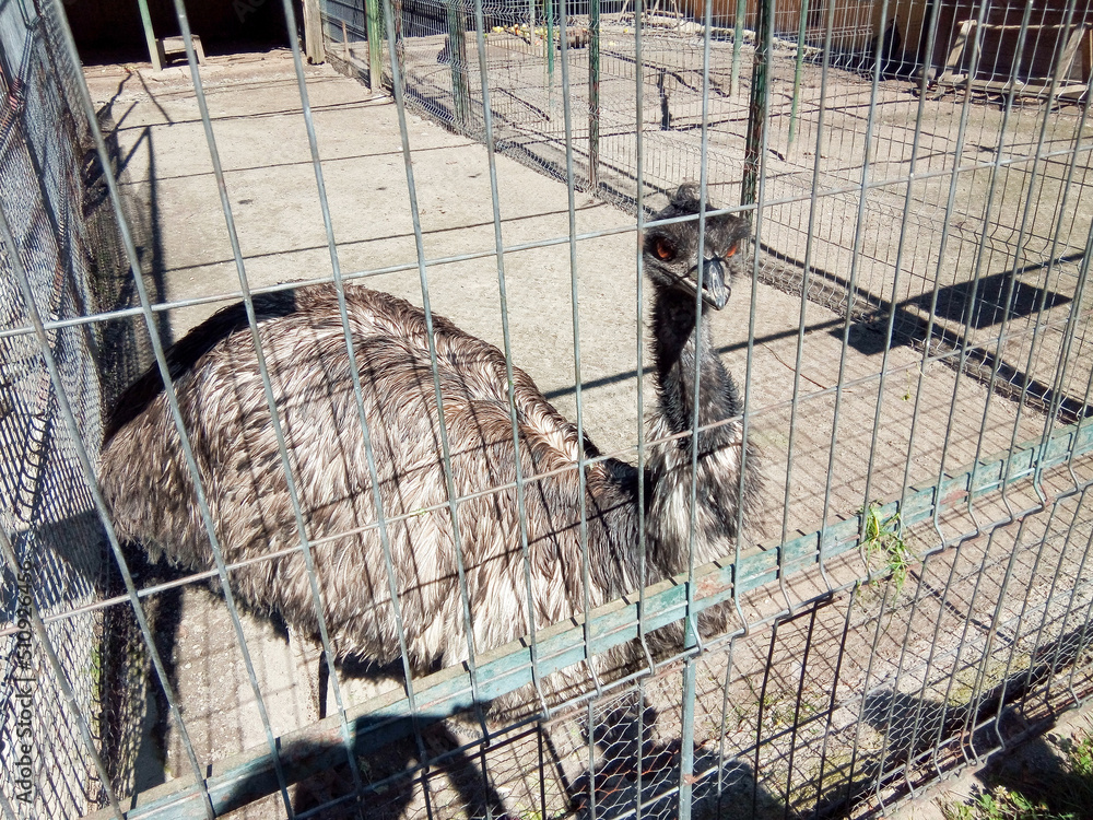 Emu bird in a enclosure at the zoo Stock Photo Adobe Stock