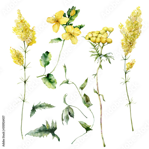 Watercolor meadow flowers set of bedstraw, celandine, tansy, bindweed and sage. Hand painted floral illustration isolated on white background. For design, print, fabric or background.