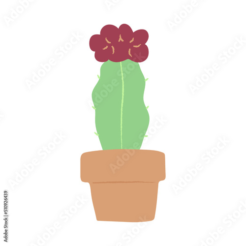 cactus in a pot