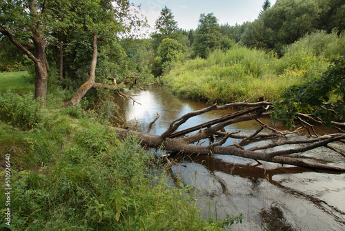 Nature of Belarus, summer landscape with a small forest river Isloch photo