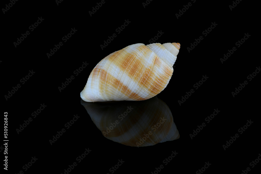 Nassarius seashell against black background