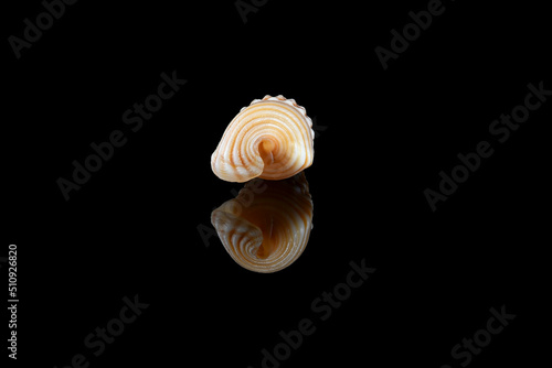 Girdled horn snail seashell against black background