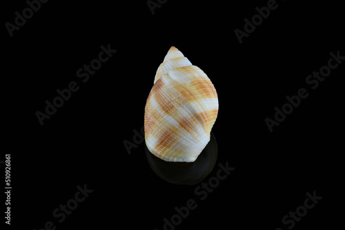 Nassarius seashell, Dubai, UAE photo