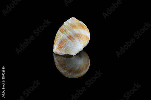 Nassarius seashell, common name nassa mud snails (USA) or dog whelks (UK). Marine gastropod molluscs, Nassariidae family. L3,5xW2xH1,8cm.